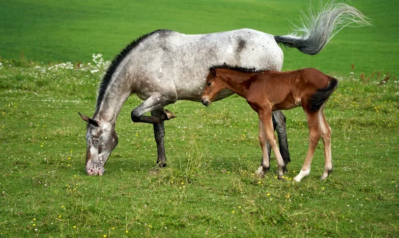 De Lente-opruiming die Mijn Huwelijk Op de Proef Stelde
