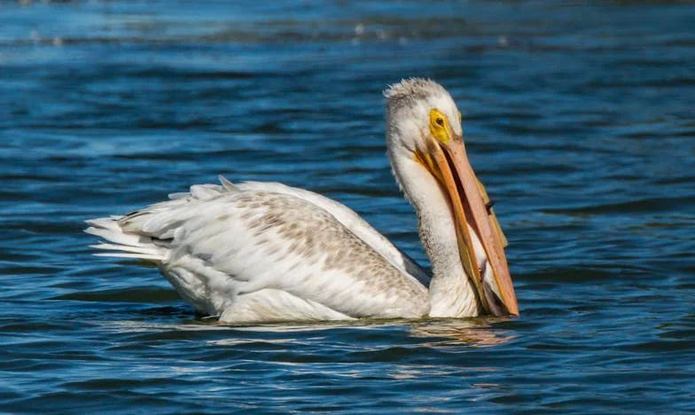 De Onthulling: Een Moederhart in Tweestrijd