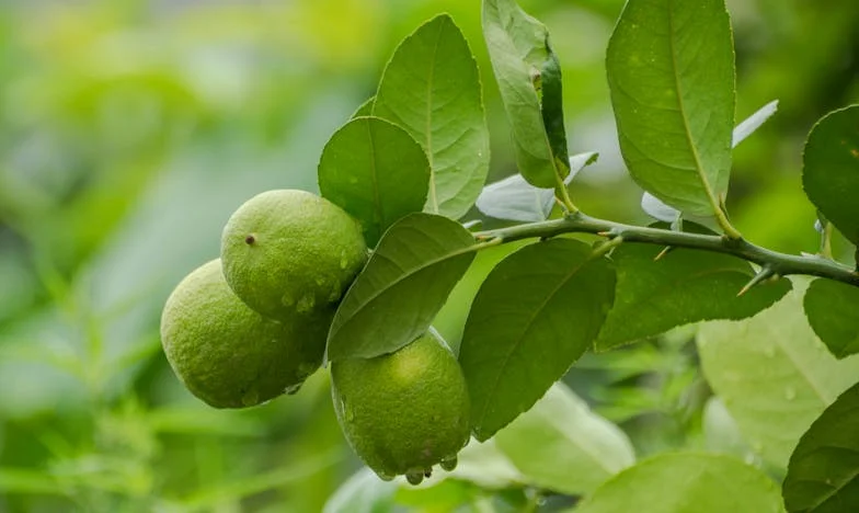 De Onthulling na de Bevalling: Een Nacht die Alles Veranderde