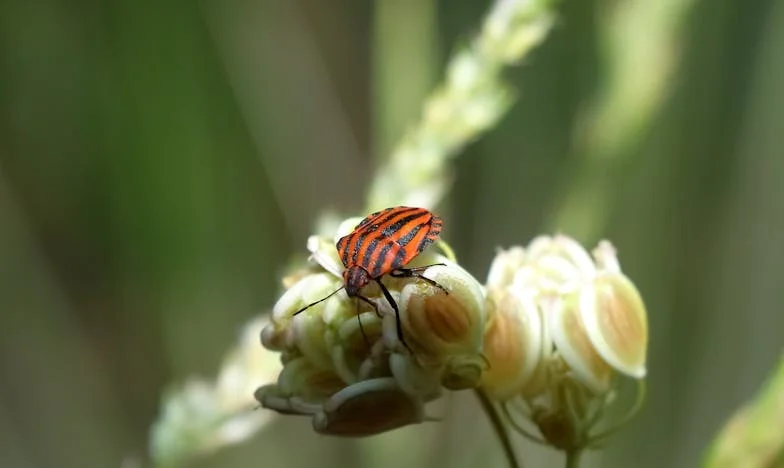 De Onzichtbare Grens: Mijn Schoonmoeder, Haar Hulp en Mijn Grenzen