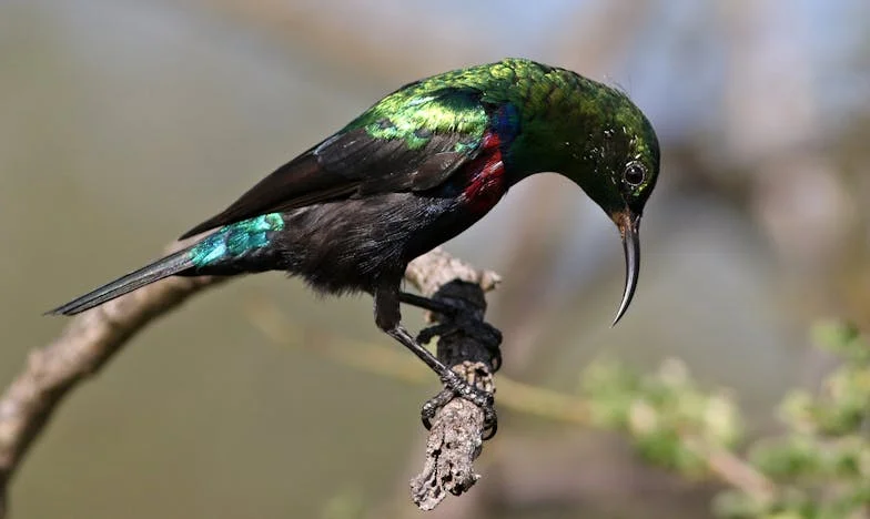 Een gedeelde nier, een gedeeld leven: Liefde, verlies en familiegeheimen in Rotterdam