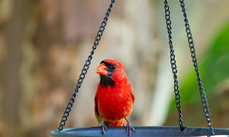 Een Klop op de Deur: Mijn Schoonmoeder, Verraad en Onverwerkt Verdriet