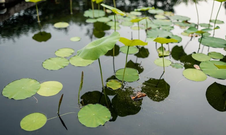 Een Onverwachte Kerst: Hoe Mijn Schoondochter Mijn Leven Veranderde