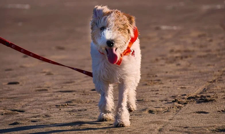 Een tweede kans op liefde na mijn zeventigste: Ik dacht dat geluk niet meer voor mij was weggelegd