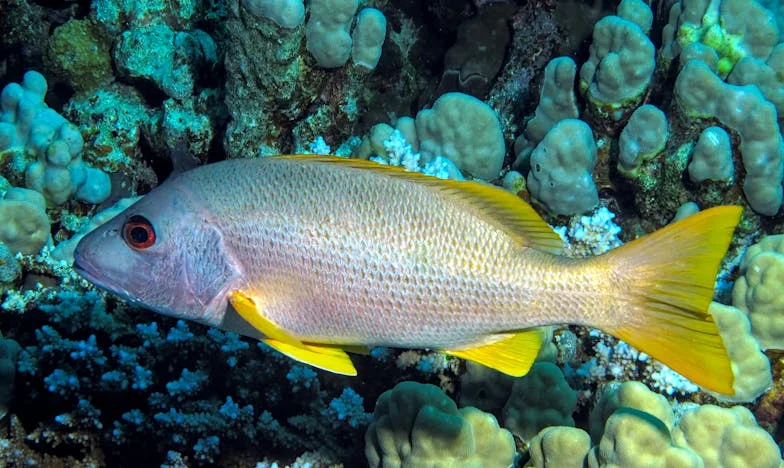 Mijn Broer Wil Trouwen, Maar Eist Nu Zijn Deel van het Huis: Een Familie op de Rand van Breuk