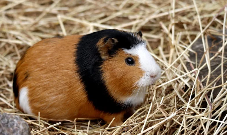 Na het Dessert: Een Familiegeheim aan Tafel