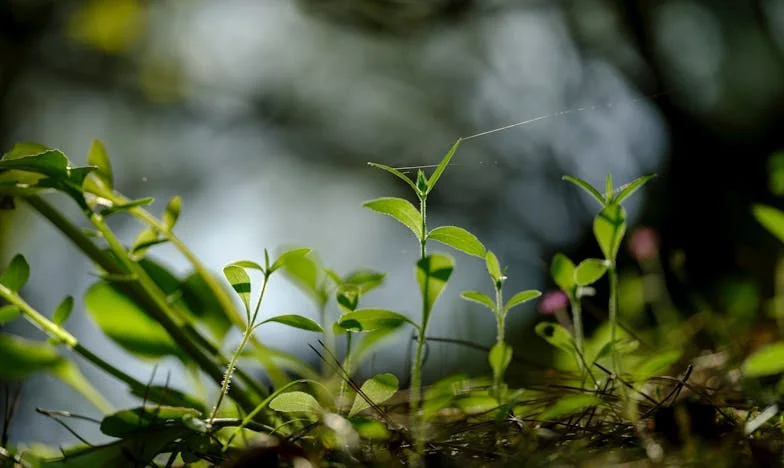 Na het overlijden van mijn man: Hoe zijn kinderen mij op straat zetten en ik mezelf opnieuw vond