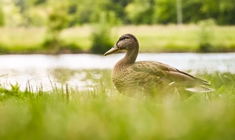 Onder de Oppervlakte van Stilte: Mijn Leven tussen Twee Huizen