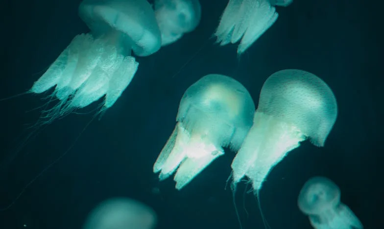Onzichtbare Spanningen: Wanneer Familiebezoek een Slagveld Wordt