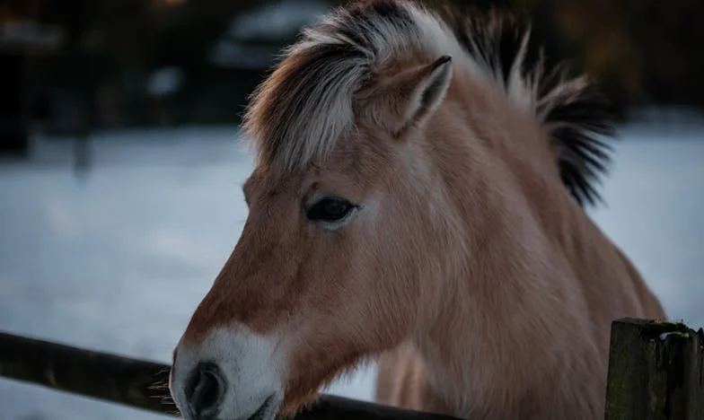 Schoondochter Tegen Moeder: Hoe Mijn Zoon Me Verloor Door Een Huisruil