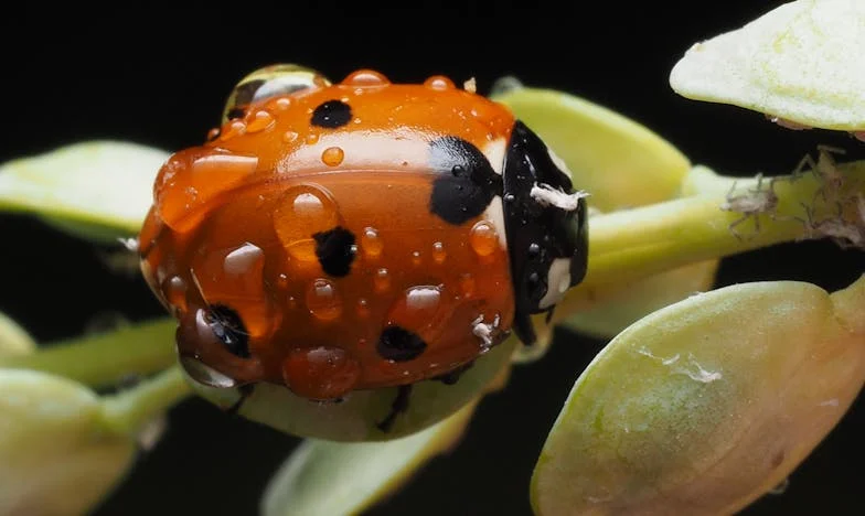Toen Karen op vakantie ging, bleef ik achter met de mannen van het huis