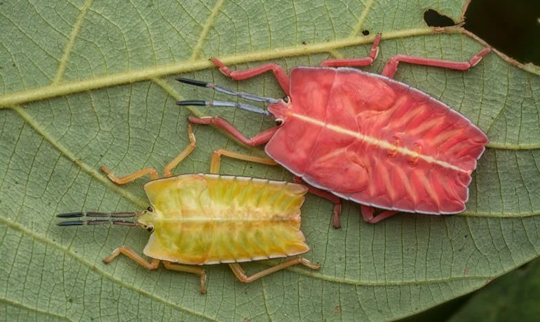 Toen Mijn Moeder, Anja, Ongevraagd Bij Ons Introk: Een Familie in Crisis