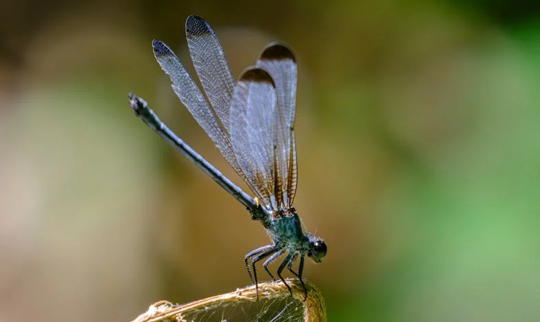 Tussen de rozen en de regen: Hoe mijn tuin mijn dochter terugbracht