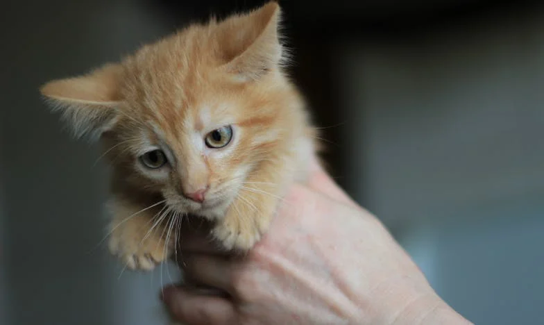 Tussen Hoop en Onbegrip: Mijn Strijd met Mijn Schoonmoeder
