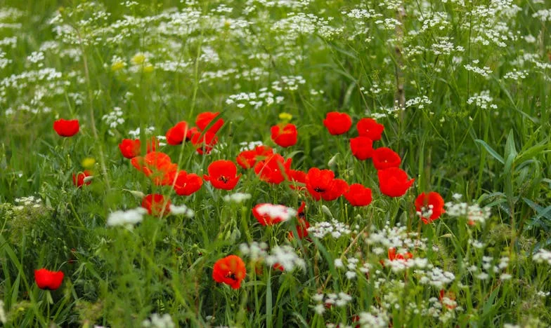Vergeten Liefde: Een Nederlandse Anniversarium vol Stilte