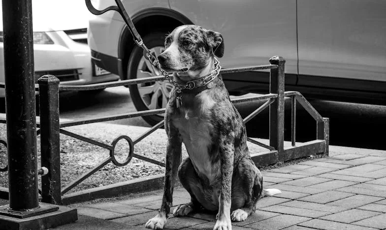 Waarom wil mijn dochter mij niet voorstellen aan haar vriend?