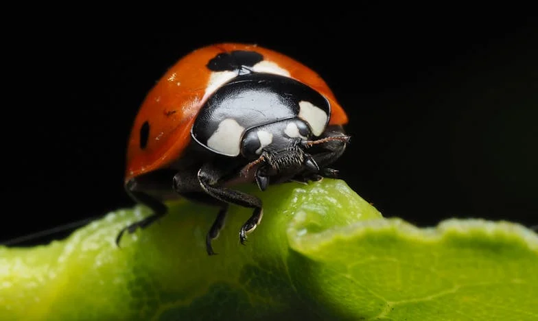 Wanneer het Lot een Wrede Spel Speelt: De Onthulde Dromen van Sarah en Daniël