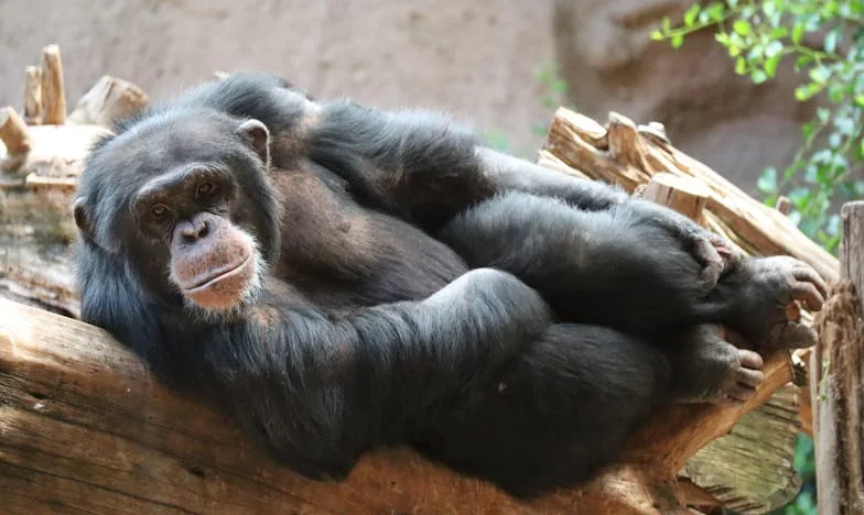 Ze eten biefstuk, wij pap: Waar is de rechtvaardigheid?