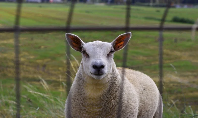 Als families samensmelten: De keuze die ons uiteendreef