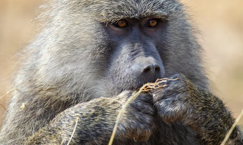 Dertig Jaar Later: Een Onmogelijke Terugkeer
