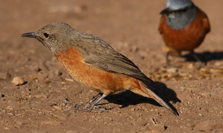 Het huis dat ons brak: Een familieverhaal uit Amersfoort