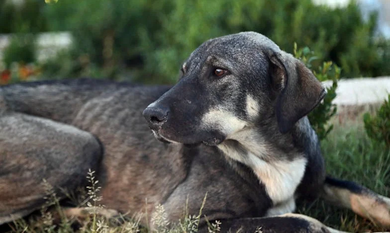 Het Testament in de Schaduw: Waarheid over Familie en Erfenis