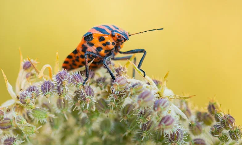 Iedereen wist het, behalve ik: Leven tussen leugens in een Amsterdams portiekflat