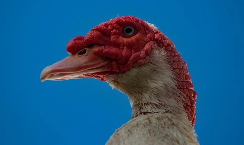 Mijn man vergelijkt me met de vrouw van zijn vriend – maar hij ziet onze werkelijkheid niet