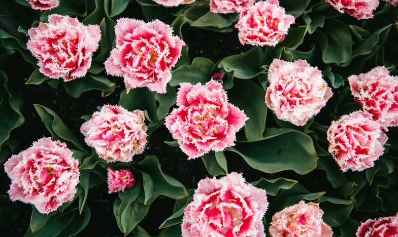 Mijn zus Anouk gaf alles op voor haar kinderen, maar toen ze haar het hardst nodig had, lieten ze haar in de steek