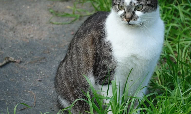 Oma Dwingt Mij Mijn Appartement te Delen met Mijn Broer – Een Onverwachte Samenwoning