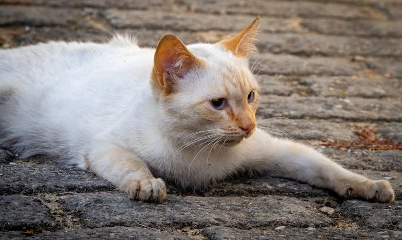 Onder Eén Dak: Mijn Leven met Schoonfamilie en de Prijs van Harmonie