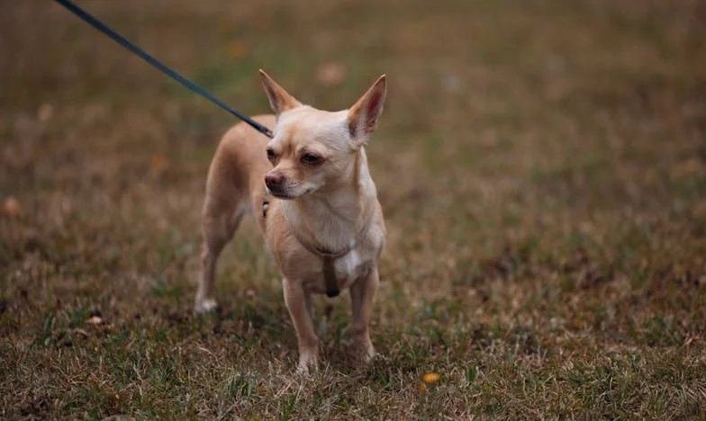Ontbijt voor een dakloze — Onverwachte gasten op mijn bruiloft