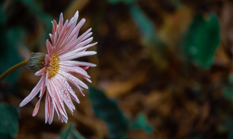 Op de Vlucht naar Geluk: Mijn Bruiloft die Alles Veranderde