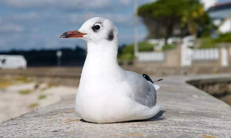 Toen Papa Thuiskwam: De Ware Betekenis van Vaderschap