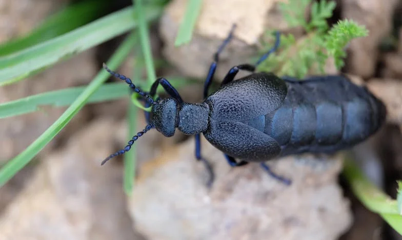 Tussen Bakstenen en Gebroken Beloftes: Wie Bouwt Mijn Gezin?