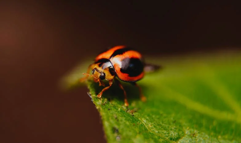 Tussen Hoop en Harmonie: Toen Mijn Schoonmoeder Mijn Bondgenoot Werd