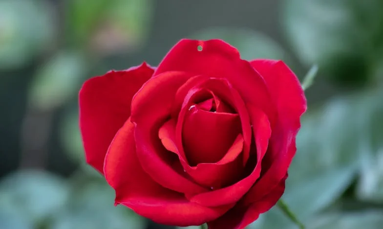 Tussen Liefde en Loyaliteit: Het Verhaal van een Moederhart