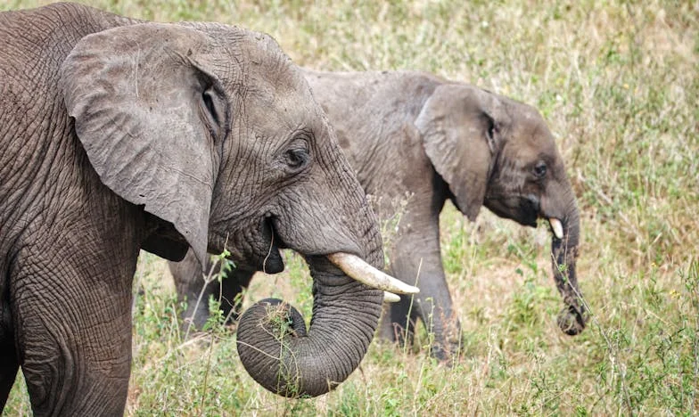 Tussen Twee Vuren: Hoe Eén Nacht Mijn Gezin Veranderde