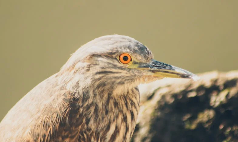 Tussen vier muren: Mijn vlucht uit het huis dat geen thuis meer was