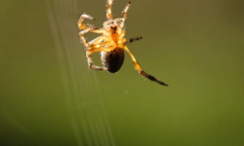 Waar bloed eindigt en liefde begint: Het verhaal van mijn moeder en mij