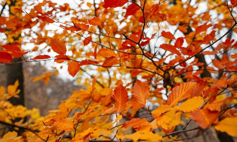 Wanneer de snavel het tafelkleed verandert: Een familie-etentje onder druk