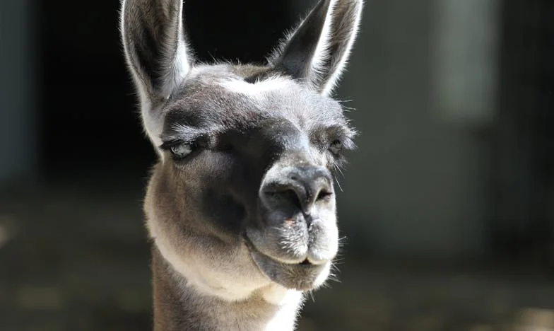 Wanneer Geld Liefde Overstemt: De Nacht Dat Mijn Familie Scheurde