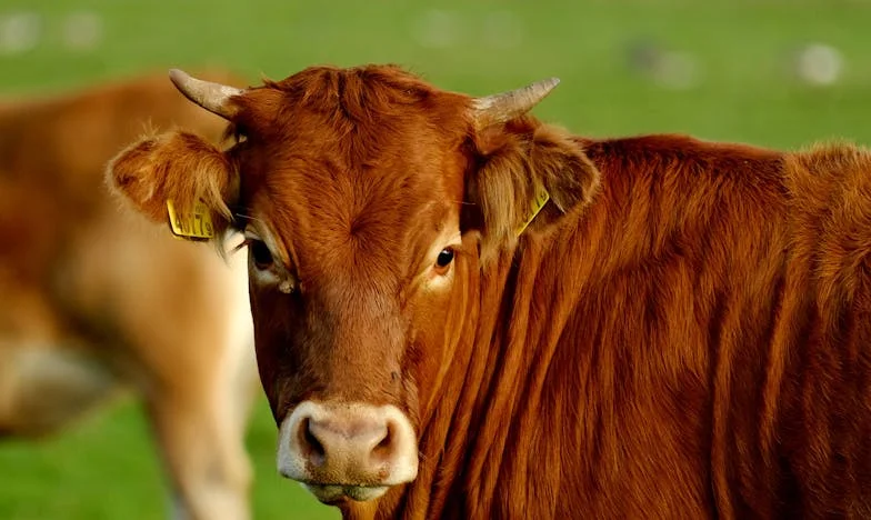 De Nachtelijke Waarheid: Mijn Vriend en Zijn Jeugdvriendin