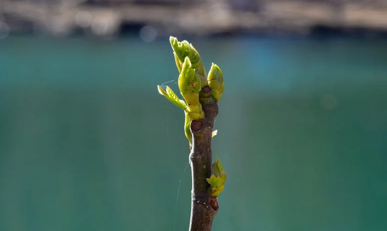 Nachtelijke Stilte, Overdag Storm – Het Verhaal van een Nederlandse Vader
