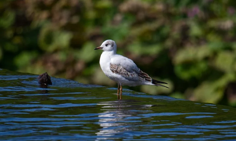 Nooit wilde ik stiefmoeder zijn: Een verhaal over liefde, grenzen en pijn
