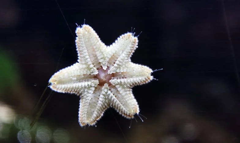 Onder het juk van mijn schoonmoeder: Een Nederlands gezin op de rand