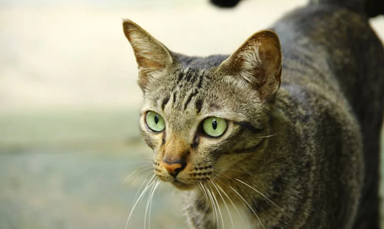 Verloren Broederliefde: Hoe Mijn Broer Joshua Verdween in de Schaduw van Zijn Vrouw en Schoonmoeder