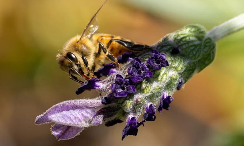 Wakker worden en zet koffie voor me: Hoe de broer van mijn man ons leven op z’n kop zette