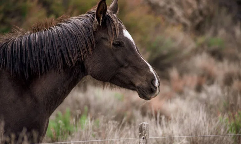 Als liefde pijn doet: Een verhaal over een bruiloft, trots en misverstanden tussen moeder en dochter