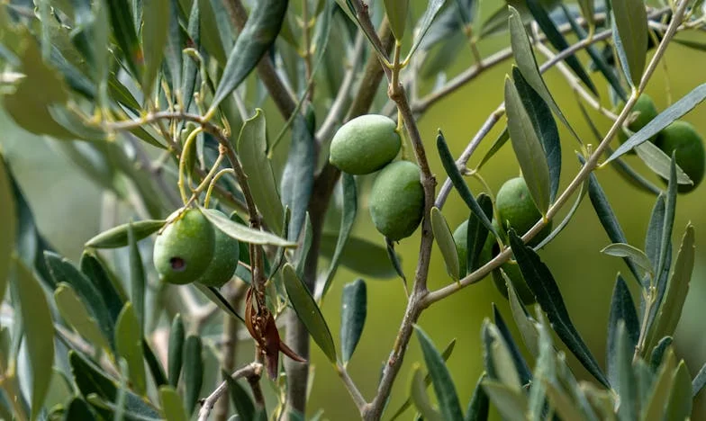 Derde kind, derde wond: Wanneer liefde niet genoeg is